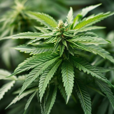 Colorado Springs amendment to ban recreational marijuana failing, according to latest unofficial results