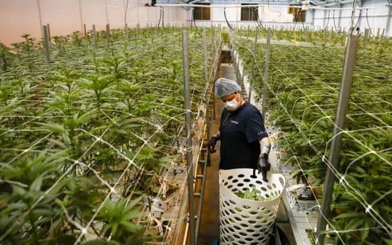 $2 Billion Cannabis merger goes up in smoke