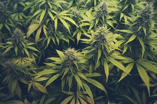 Pesticides in California Cannabis Prompt Concerns, Calls for Crop Management Alternatives