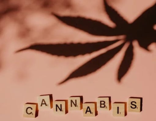 Audit reveals California regulators bungled $100M Cannabis licensing aid program