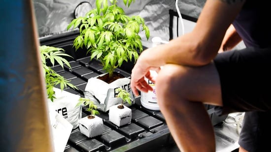 Best tips for growing Marijuana at home