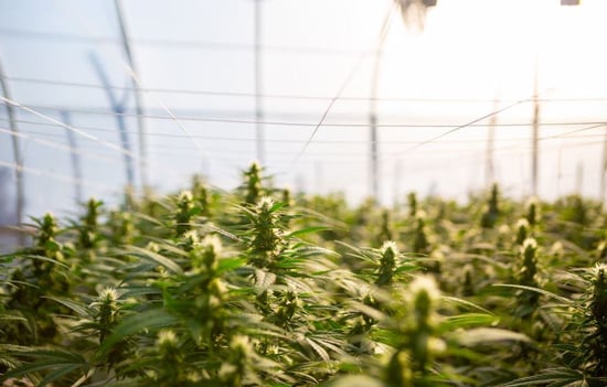 Big name Marijuana brands dive into intoxicating Hemp products
