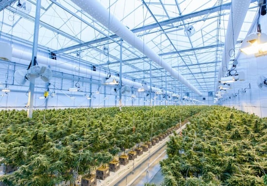 Budding union efforts in Michigan’s Cannabis Industry