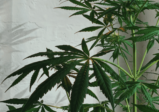 Calif cities say no to New Pot shops out of fear industry is ‘collapsing’