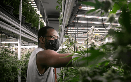 California wants to rollback environmental rules for Cannabis