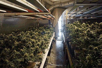 Cannabis Bust Nets $2.1M in Seized Products in Antioch