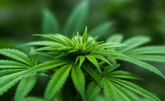 Cannabis growers win $4.9 million in malpractice lawsuit against attorneys