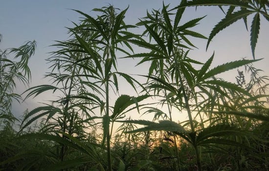Cannabis property market unlikely to see rate decreases over next few months