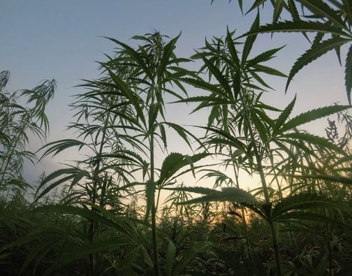 Cannabis sales in Vermont hit record high in February