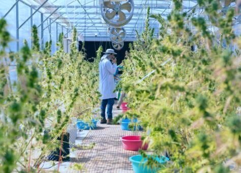 Cannabis sales top $5B in Massachusetts