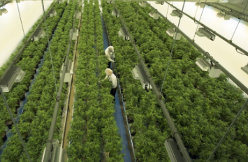 Canopy Delivers Third Consecutive Quarter of Revenue Growth