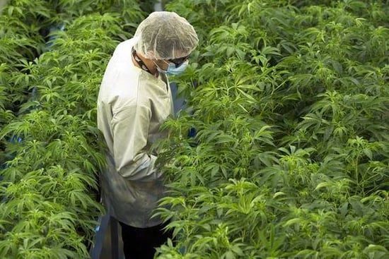 Class-action lawsuit launched against Canopy Cannabis over financial reporting