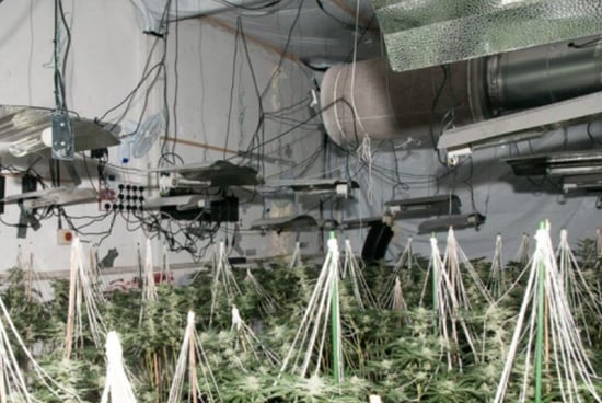 Crime gang jailed over illegal immigration and Cannabis growing