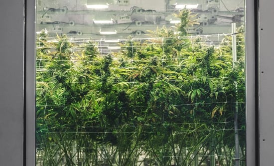 Curaleaf, citing slow rollout of Cannabis sector, lays off 49 at Winslow production facility