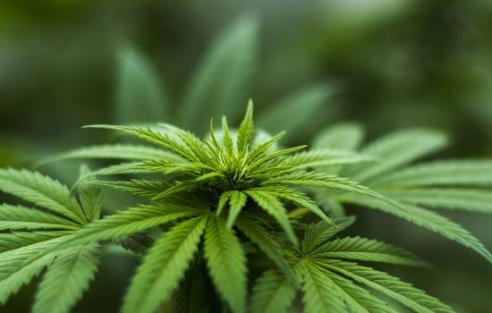 Delaware Marijuana legalization: can democrats get it past governor?