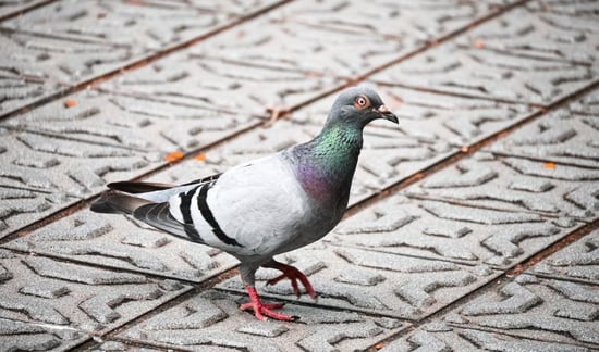 Drug-carrying pigeon in Canadian prison yard