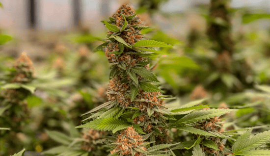 Federal lawsuit reveals behind-the-scenes saga of failed Missouri marijuana testing lab