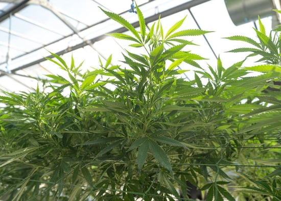 Feds Tell Farmers To Grow Hemp or Weed, But Not Both