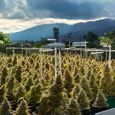 Game-Changer: Colombia To End Ban On Medical Cannabis Flower Sales, Prioritizing Smaller Producers And Patients