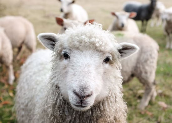 Flock of sheep eats 220 pounds of Cannabis and starts 'jumping higher than goats'