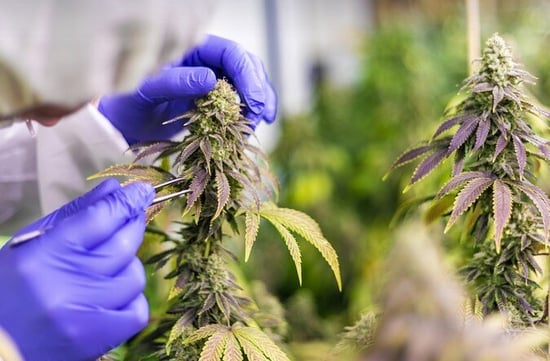 Florida looks to double size of Medical Marijuana industry within next 6 months