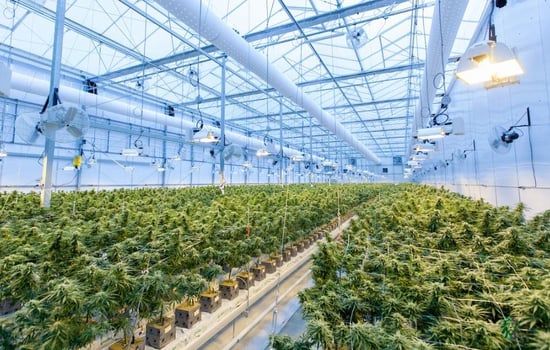 Fluence extends its partnership with Innexo to support Cannabis Research