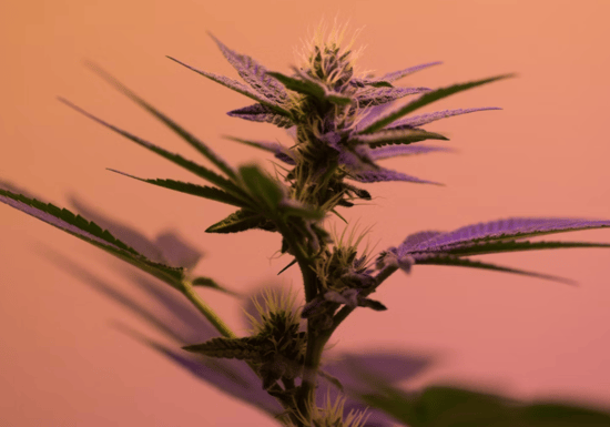Funding needed for Cannabis social equity in New York budget