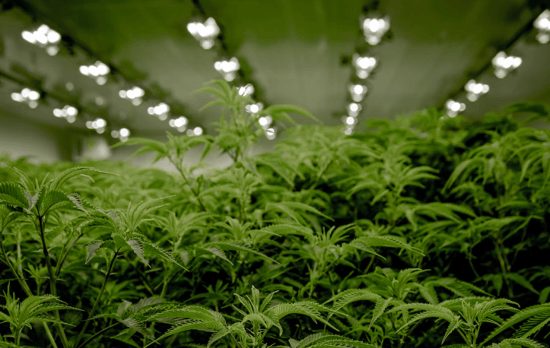 Global tobacco giant ups investment in Cannabis producer Organigram