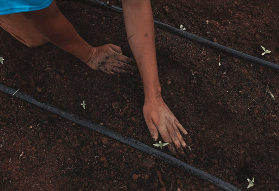 Hemp Farmers Are Losing Their Licenses After Growing Cannabis