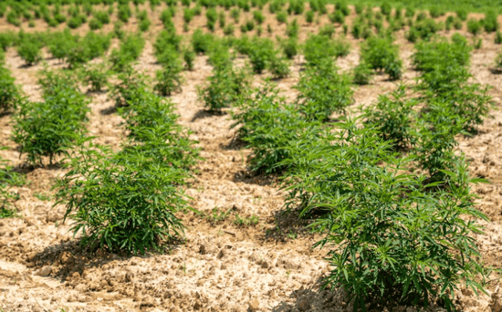 Hemp’s Unfulfilled Promise: A Call for Action From the FDA and Congress