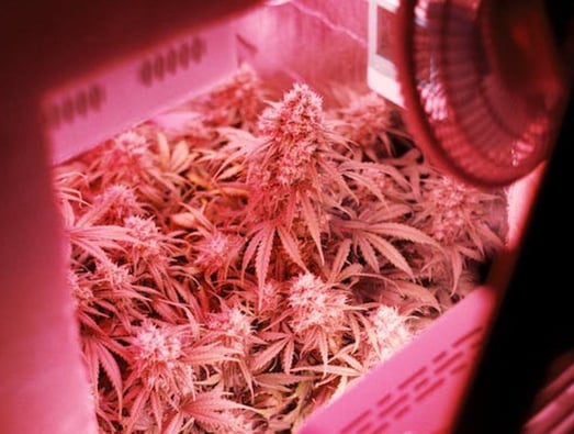 How Colorado became ground zero for Hemp production