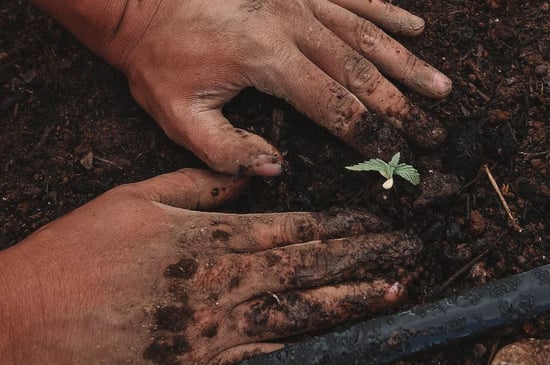 How a Marijuana 'crop plague' could force growers to change their practices