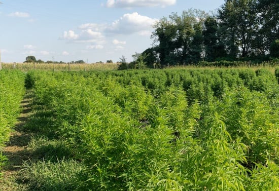 How the farm bill could curb the chaos around Hemp products