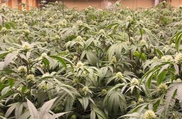 Huge Pot bust leads to 700 plants and hundreds of pounds of Marijuana