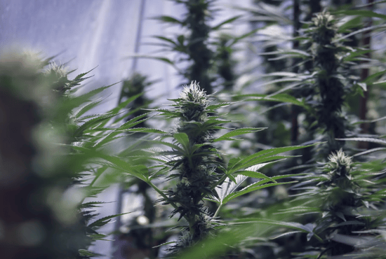 Introduction To “The Other One” – Hemp Is Cannabis