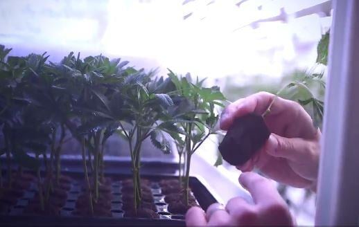Is NJ legal Weed's explosive growth slowing down? Inside the 'tug of war' over Cannabis