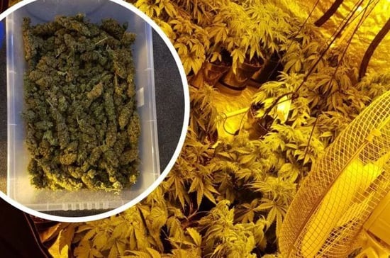 Landlord turns pub into Cannabis farm after business closes