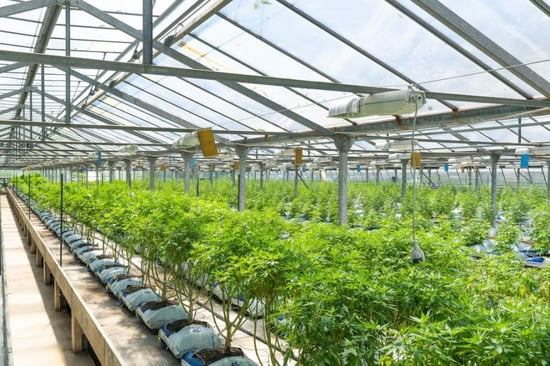 Lawmakers consider adding millions of square-feet of Cannabis growing capacity