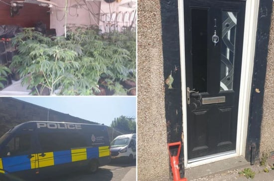 Man arrested for immigration offences after 150 Cannabis plants discovered