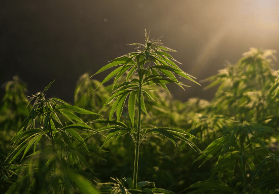 Market stays strong in Australia and big win for Cannabis in US