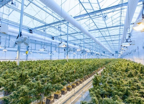 Medical Cannabis cultivation bill approved in New Hampshire house