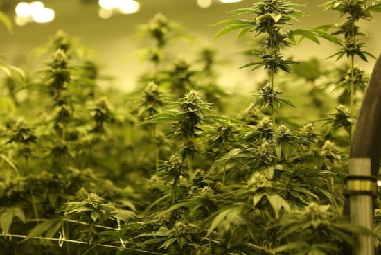 Medical Marijuana bill passes in Kentucky, governor expected to sign