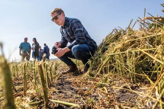 Minnesota field day shows potential for growing Hemp in region