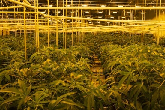 Missouri nets $1.3B from Cannabis in 2023