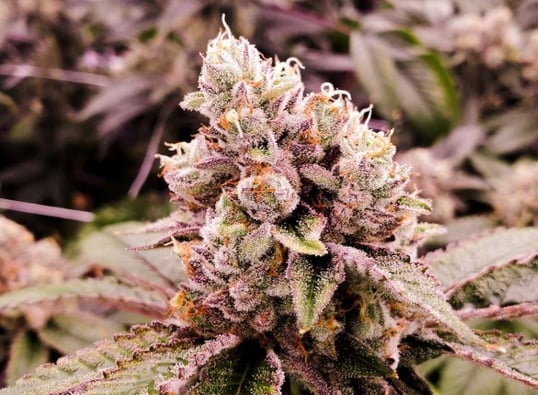NY seizes 1,000 pounds of illicit marijuana worth about $10M in crackdown on illegal shops