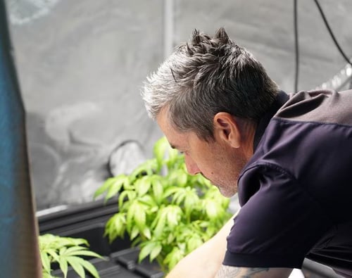 N.J. judicial staff barred from taking Cannabis jobs
