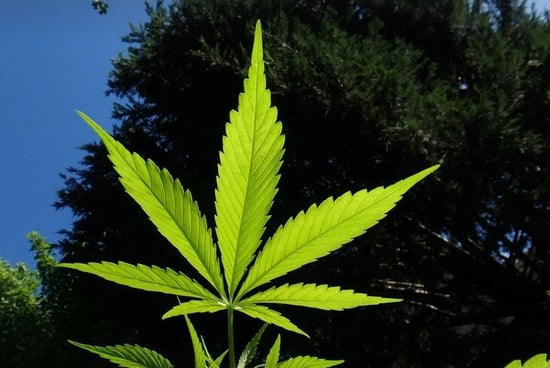 National Cannabis Roundtable Releases Inaugural Corporate Social Responsibility Report