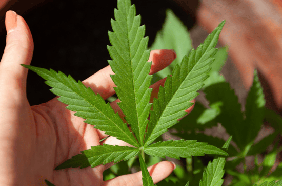 New York Cannabis doctors challenge Leafwell and Curaleaf’s marketing tactics