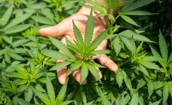New York launches accelerator program for adult-use dispensary owners