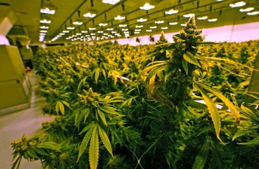 New York Medical Cannabis companies enter adult-use market amid mixed reactions